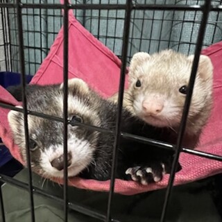 ご協力ありがとうございました。