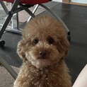 小さめプードル