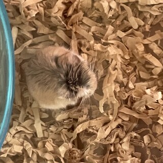 ロボロフスキー