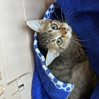 幸吉（こうきち）