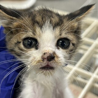 ボールパイソン