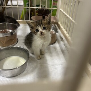 レインボーボア