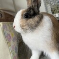 うさぎ オス 生後10ヶ月