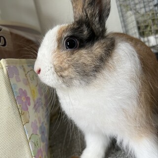 うさぎ オス 生後10ヶ月
