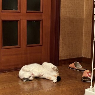 前髪ぱっつんで性格も可愛い甘えん坊のナミ！