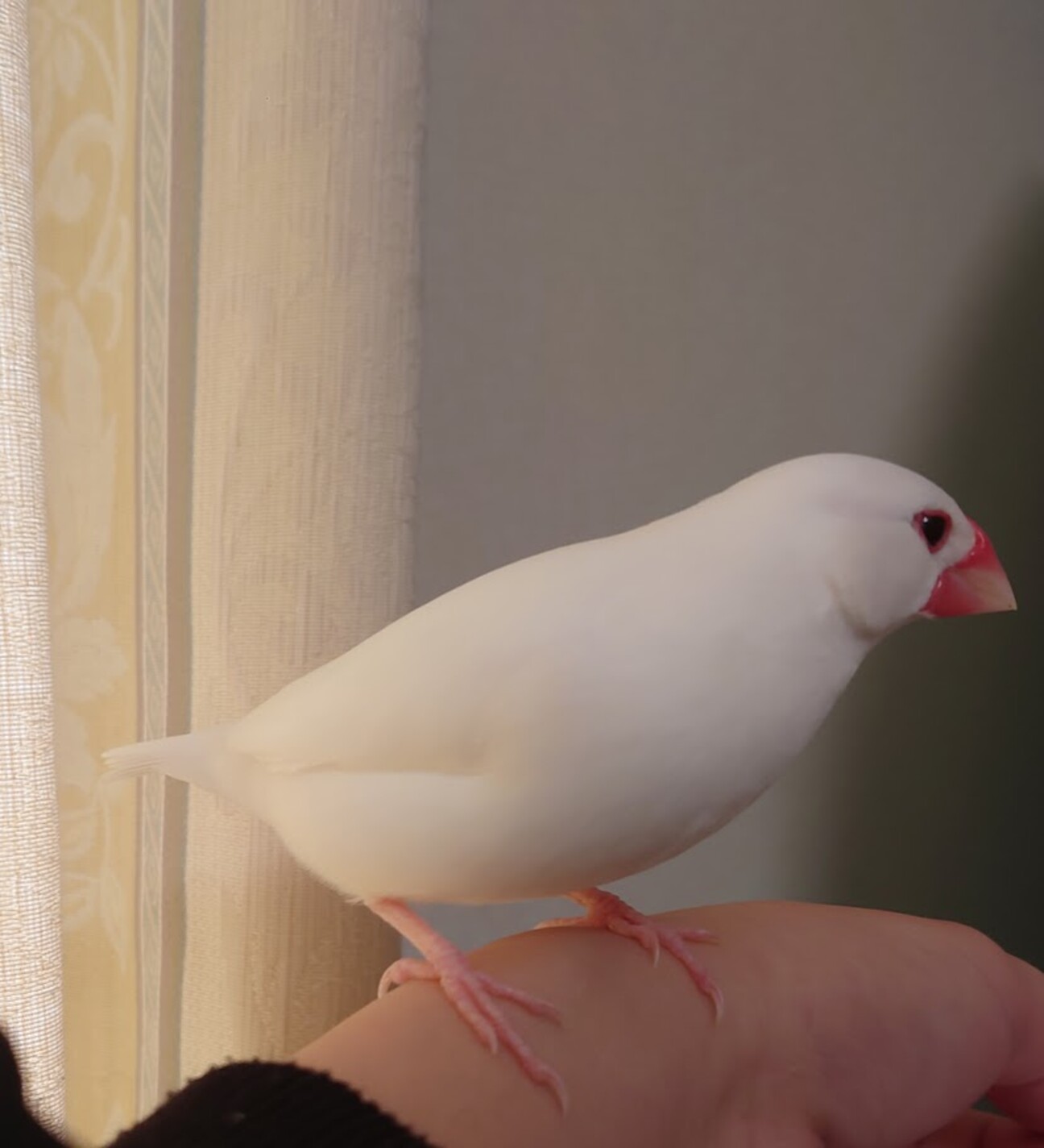 オスの手乗り白文鳥」愛知県 - 鳥の里親募集(503675) :: ペットの