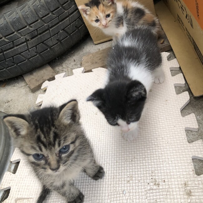 黒猫ききのカバー写真
