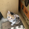 メス  生後2.５ヶ月