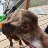 まーやまま
