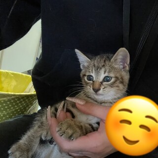 昨日子猫を保護しました！