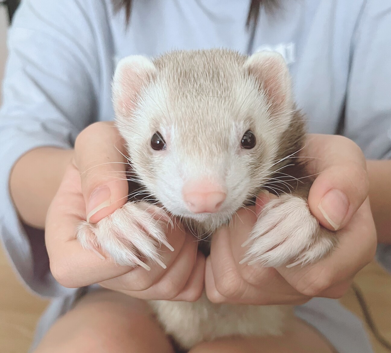 フェレット ニューヨーク」大分県 - 小動物の里親募集(503682