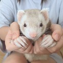 フェレット ニューヨークフェレット シナモンミット