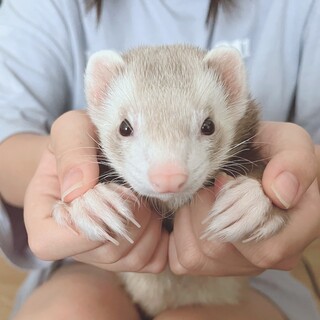 フェレット ニューヨークフェレット シナモンミット