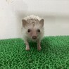 しろま3139