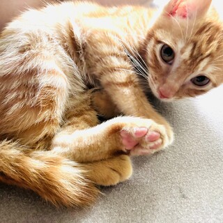 小さくて可愛い茶トラ子猫です