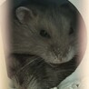 じゃれ合うこともありますが、くっついて寝るほどみんな仲良しです