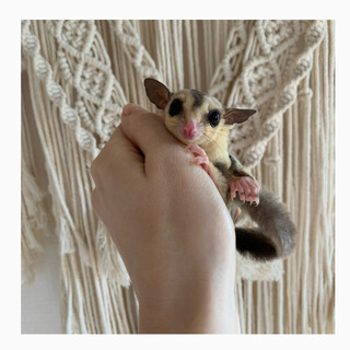 フクロモモンガ　メス