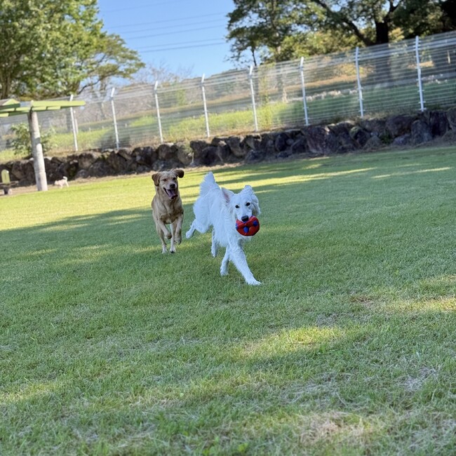 マカままのカバー写真