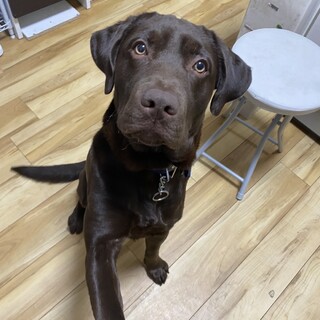 【至急】ラブラドール2歳麦茶くん！