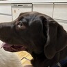 【至急】ラブラドール2歳麦茶くん！ サムネイル2