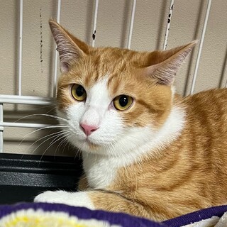 里親決定。お鼻の白い茶白のウニ君5ヶ月半