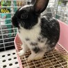 8/14生まれうさぎちゃんです サムネイル2