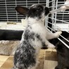 8/14生まれうさぎちゃんです サムネイル3
