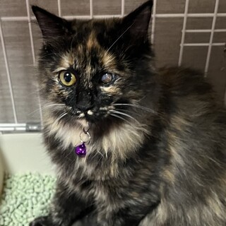 交渉中片目ハンデの長毛とろろちゃん