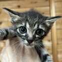 里親決定。遺棄されていた兄妹つがる君