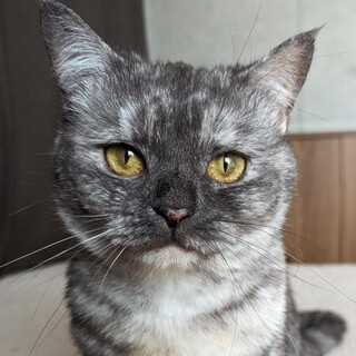 １匹飼い希望