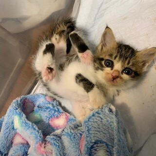 大きなお目目の赤ちゃんキジ白ダミアン君