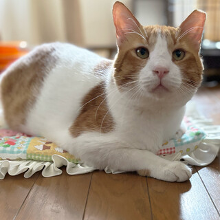 【4/13東銀座】茶々くん★３歳♪