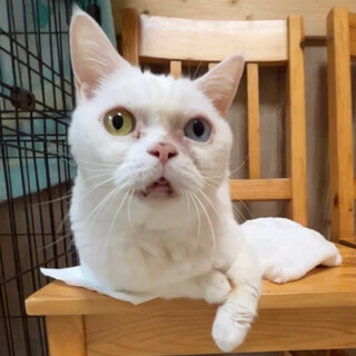 オッドアイ・マンチカンのミルクくん