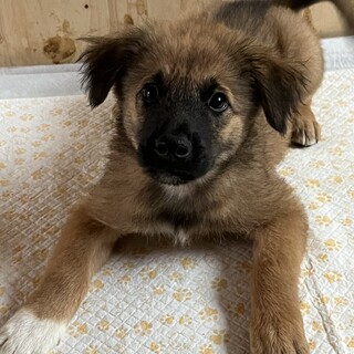 ミルクで育てた仔犬ちゃん