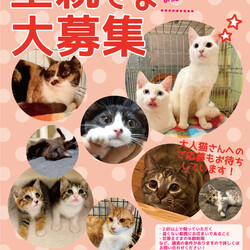 【要予約・別日対応可】しゃーねこ家保護猫譲渡会！！