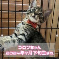 西宮保護ねこ かぎしっぽ主催譲渡会 サムネイル2