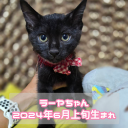 西宮保護ねこ かぎしっぽ主催譲渡会 サムネイル3