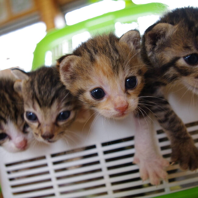 SHIPPO同盟ふくおかのカバー写真