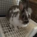 うさぎ メス 2〰️3歳頃