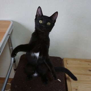 接待上手な仲良し4兄妹