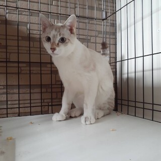 ちょっぴり怖がりさんシャム系男の子