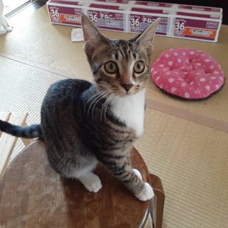 1人ぼっちで寂しくなっちゃったエリカちゃん