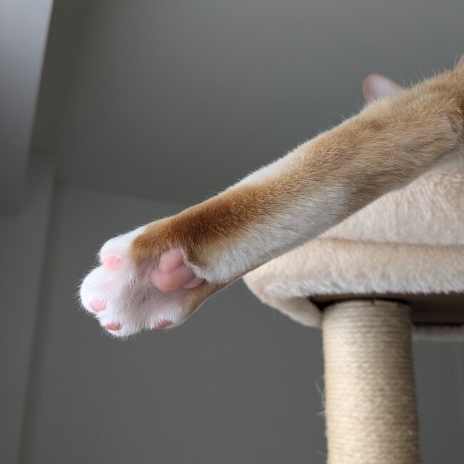 オレンジ模様のカバー写真