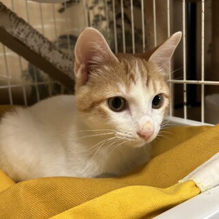 元気いっぱい遊び盛りの茶白男の子