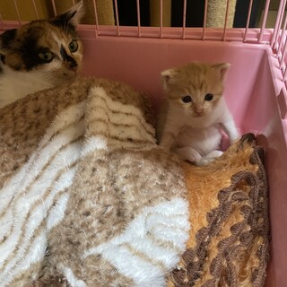 生後1ヶ月子供と離れたくない母猫と一緒に