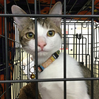 触られるの大好き人気柄キジ白男子⭐️マコ