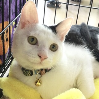 可愛い！人慣ればっちりマイペース❤️マヤ