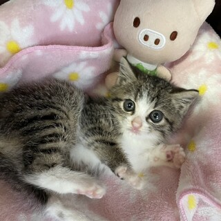 二匹一緒で。グレー白サバ女の子1カ月洋猫ミックス