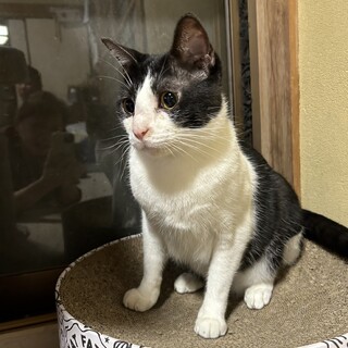 お家猫になりたいな⭐️