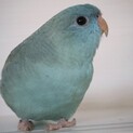 サザナミインコ[募集停止]